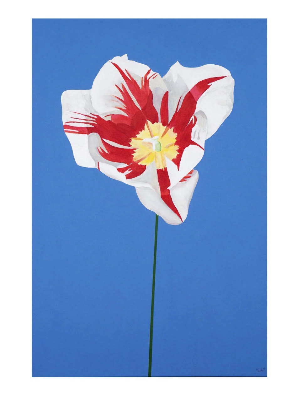 Tulip