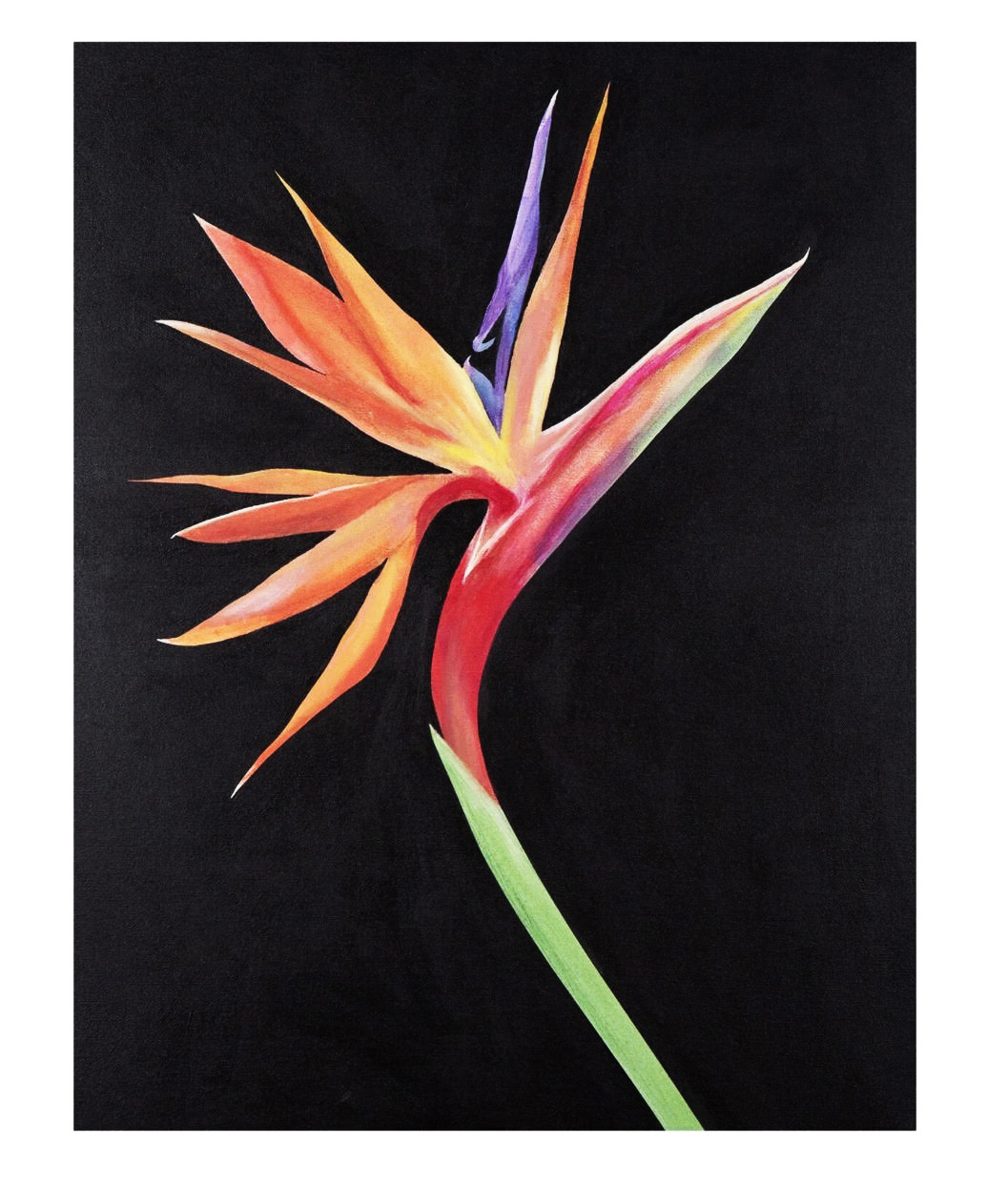 Bird of Paradise