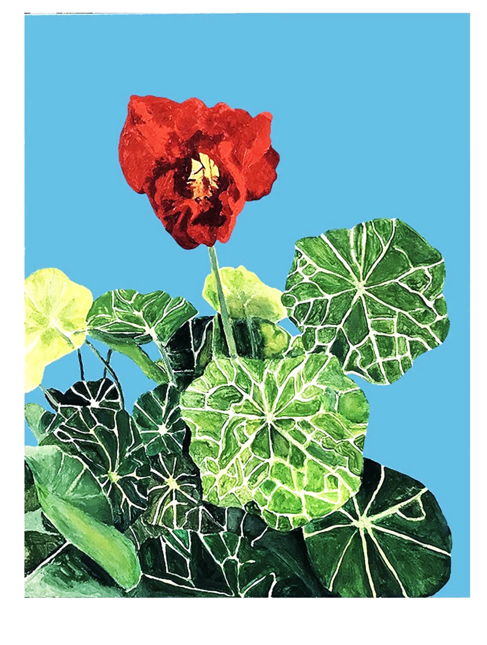 NASTURTIUM