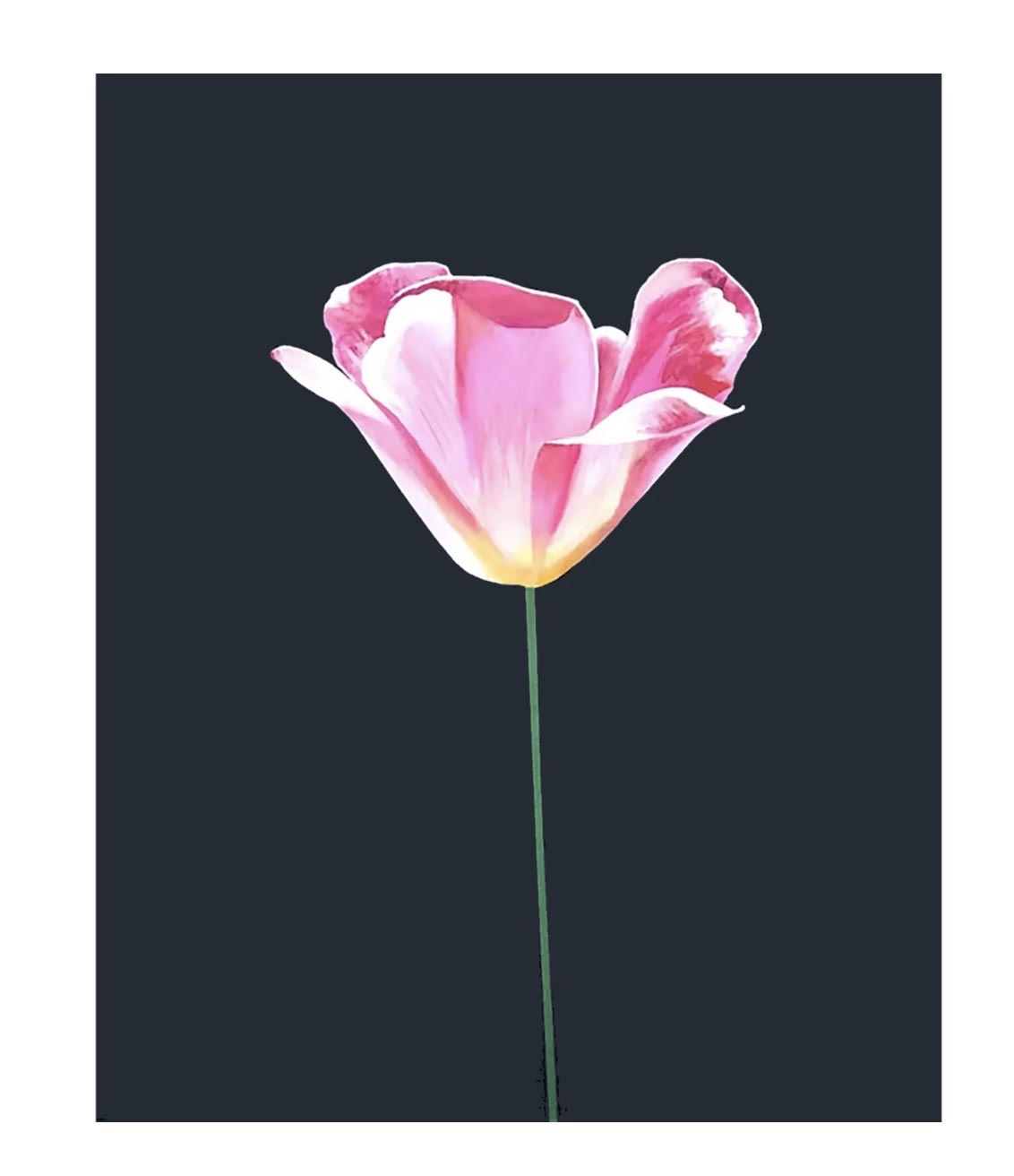 Pink tulip