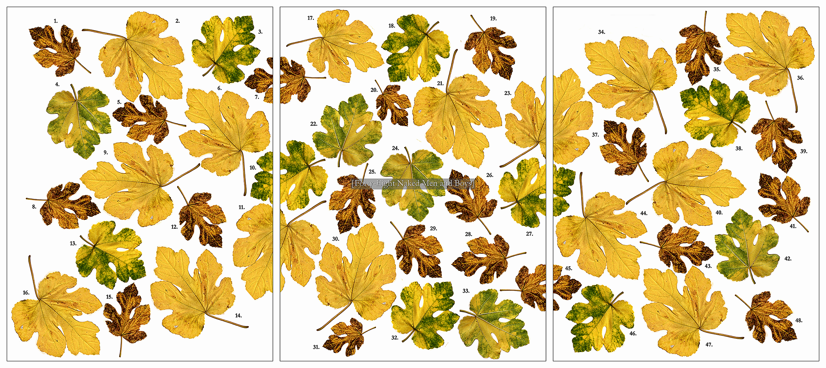 "Some Things Hidden (Fig Leaves)" 2018)